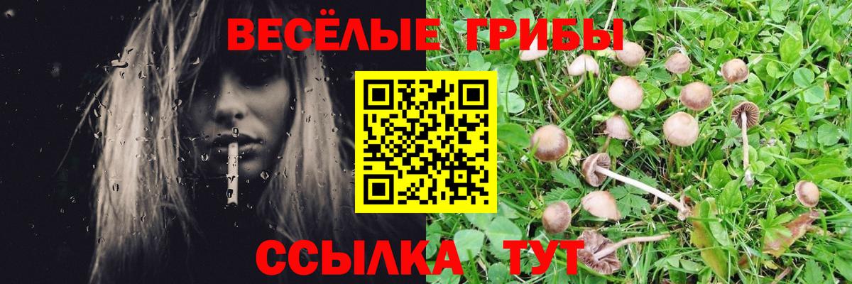 Псилоцибиновые грибы Cubensis  Вход с VPN  Псилоцибиновые грибы ЛСД  Кудрово 